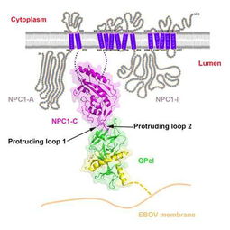 2016中國生物科學(xué)突破巡禮 十大重磅研究角逐年度桂冠